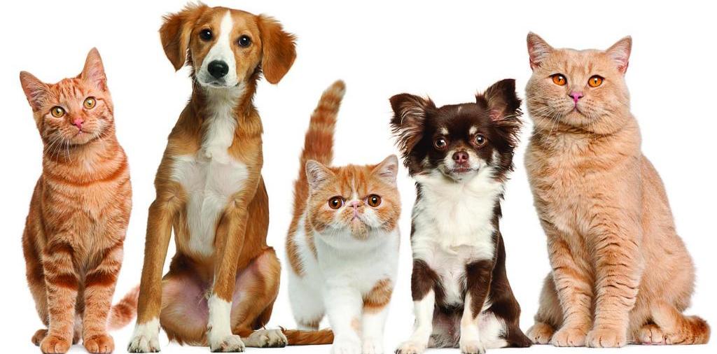 Доска объявлений о животных | ЗооТом - продажа, вязка и услуги для животных в Арзамасе