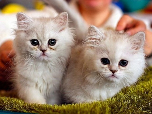 Породы кошек в Арзамасе | ЗооТом портал о животных