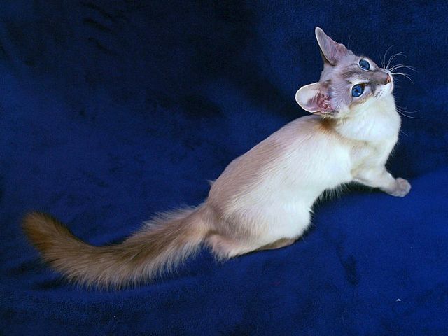 Выведенные породы кошек в Арзамасе | ЗооТом портал о животных