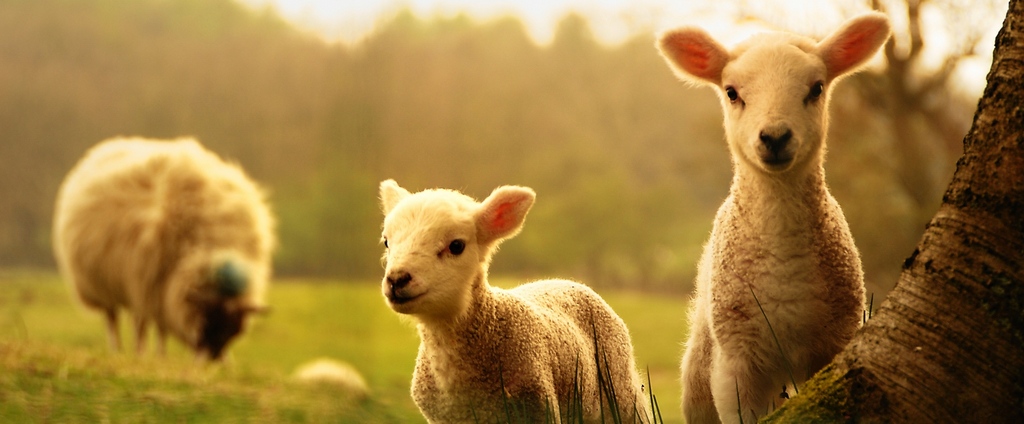 Объявления о сельскохозяйственных животных | ЗооТом - продажа, вязка и услуги для животных в Арзамасе