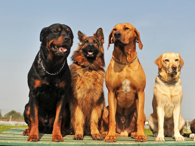Крупные породы собак в Арзамасе | ЗооТом портал о животных